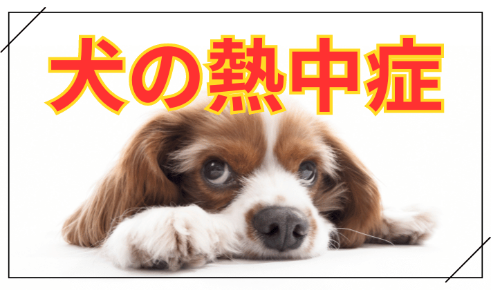 犬の熱中症の基礎知識と予防対策を経験談をまじえてまとめた記事