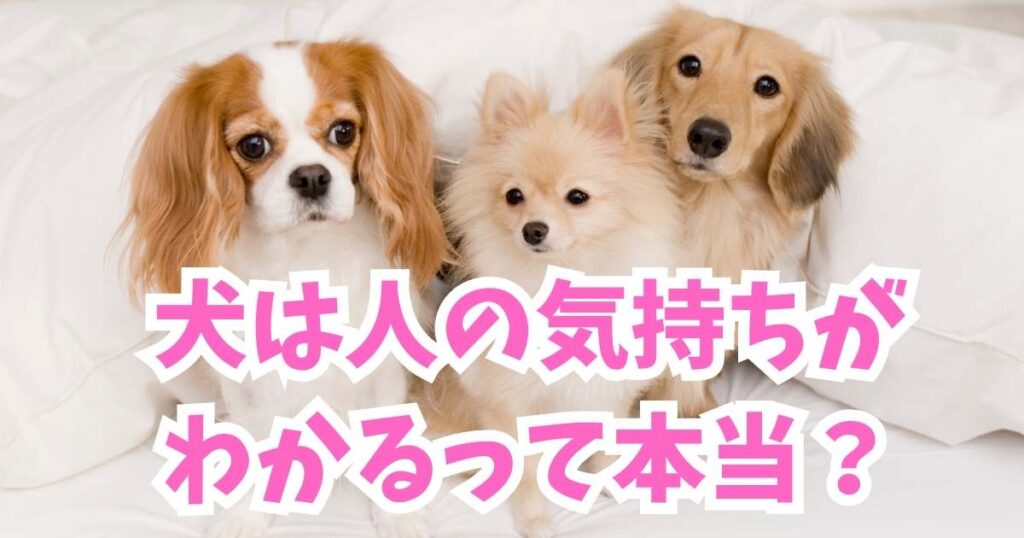 犬は人の気持ちがわかるって本当？〜犬が人間と親友になれる理由の見出し画像