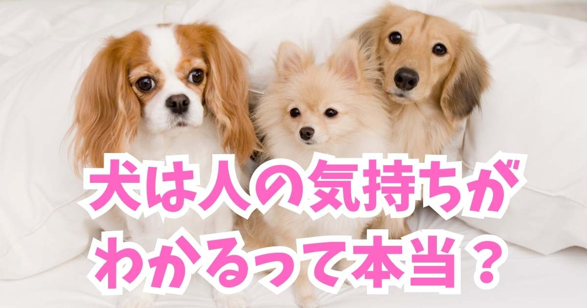 犬は人の気持ちがわかるって本当？〜犬が人間と親友になれる理由の見出し画像