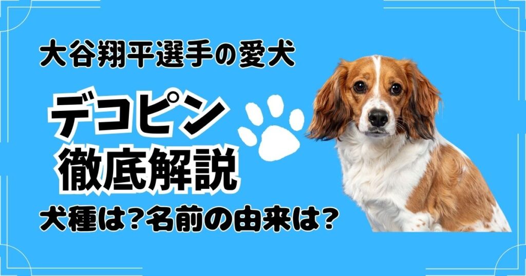 【デコピン名前の由来】大谷翔平の愛犬を徹底解説〜犬種・サイズ・値段は？保護犬？見出し